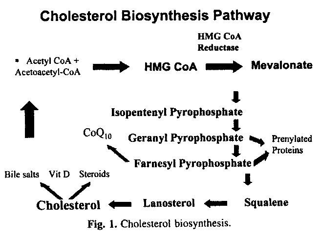 Statins are mainly derivatives of mevalonolactones, called "inactive 