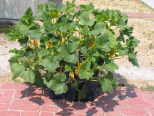 Picture of homegrown squash